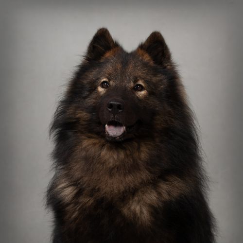 Ecco, der Bürohund und Team-Motivator von xtero, ein flauschiger braun-schwarzer Hund vor grauem Hintergrund
